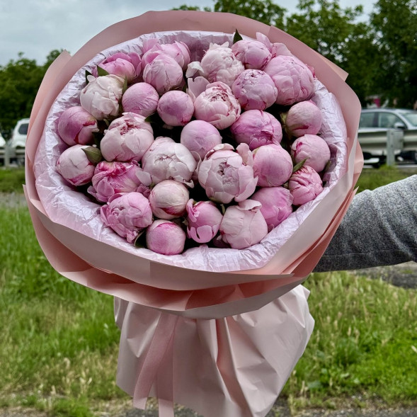 29 пионов &quot;Сара-Бернар&quot; в нежно-розовой упаковке в Симферополе